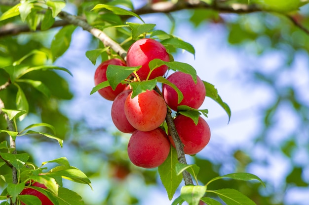 Ciruela madura en una rama de árbol.