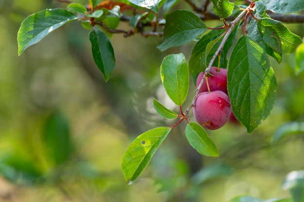 Ciruela roja colgando de una rama de árbol al aire libre