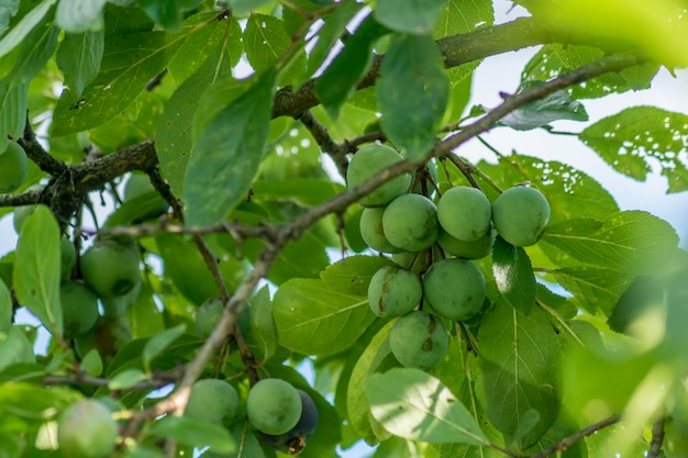 ciruela verde en el árbol