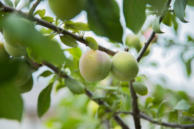 Ciruela verde en una rama rodeada de hojas verdes