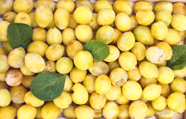 Ciruelas amarillas de cerca. Frutas dulces maduras y demasiado maduras