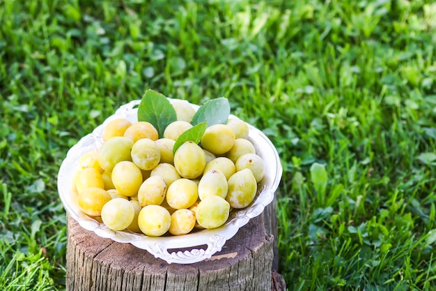 Ciruelas amarillas frescas. Frutas maduras en un plato sobre tocón de árbol en un jardín de verano.