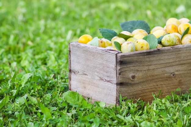 Ciruelas amarillas con hojas verdes. Frutas maduras frescas en caja de madera sobre hierba verde en el jardín de verano.