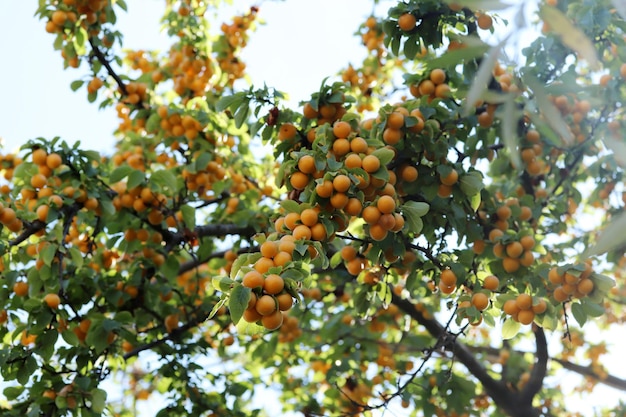 Ciruelas amarillas maduras en las ramas del árbol