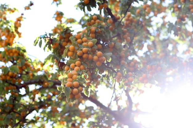 Ciruelas amarillas maduras en las ramas del árbol