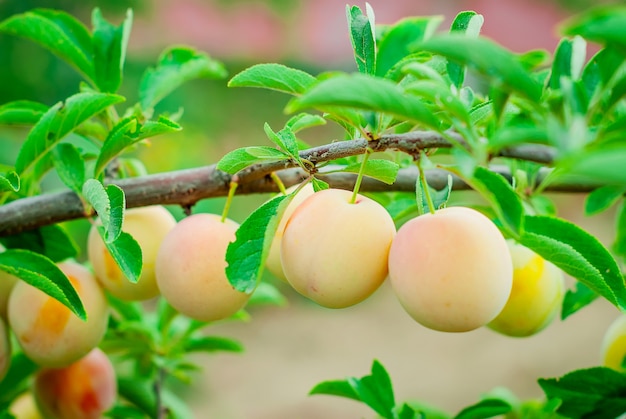 Ciruelas amarillas en una rama