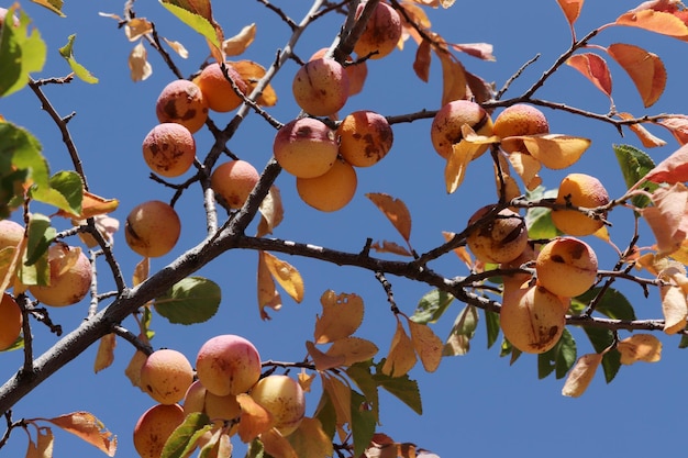 Ciruelas amarillas silvestres en la rama