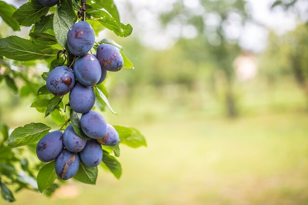 Ciruelas azules frescas en una rama en el jardín.