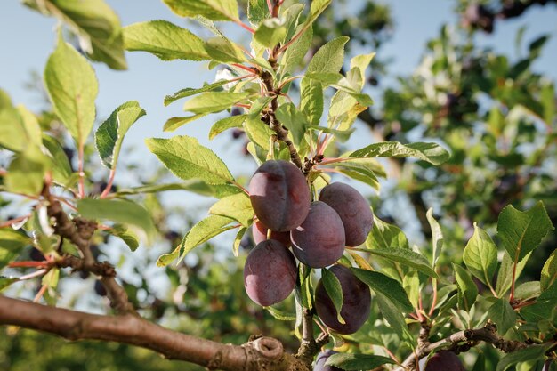 Ciruelas azules maduras en una rama en el jardín Concepto de cosecha de otoño Agricultura Haversting fondo muchas frutas en la plantación