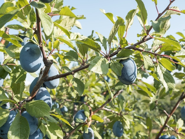 Ciruelas azules maduras en una rama en el jardín. Cosecha de otoño.