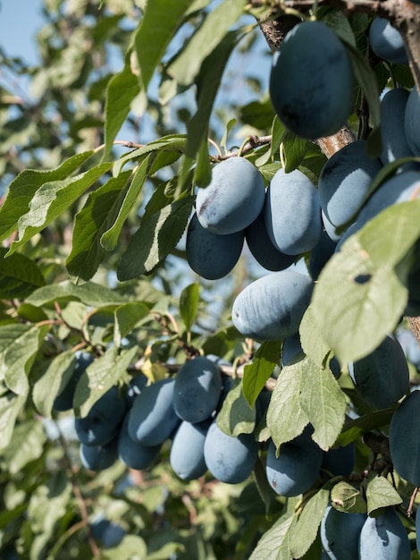 Ciruelas azules maduras en una rama en el jardín. Cosecha de otoño.