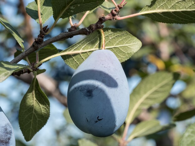 Ciruelas azules maduras en una rama en el jardín. Cosecha de otoño.