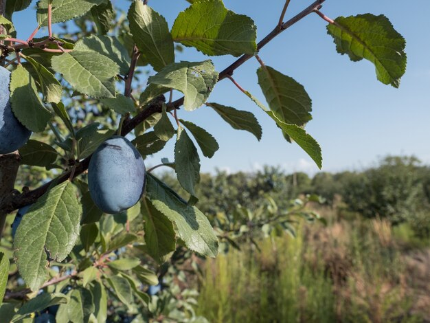 Ciruelas azules maduras en una rama en el jardín. Cosecha de otoño.