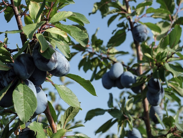 Ciruelas azules maduras en una rama en el jardín. Cosecha de otoño.