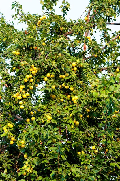 Las ciruelas cuelgan de un árbol entre hojas verdes.