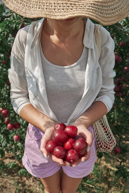 Ciruelas jugosas en manos de una mujer cultivada en el jardín trasero de la familia