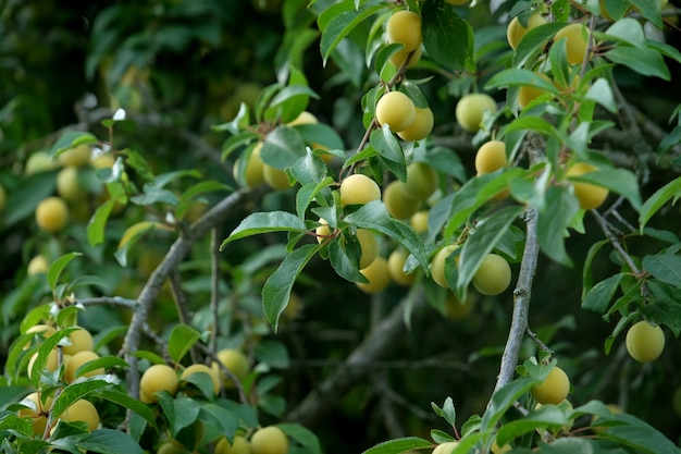 Ciruelas maduras amarillas en el árbol