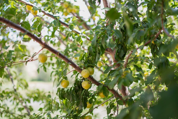 Ciruelas maduras amarillas que cuelgan del árbol de ciruelo al aire libre en la naturaleza.