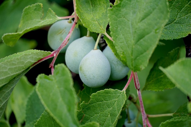 ciruelas maduras en el árbol en un huerto