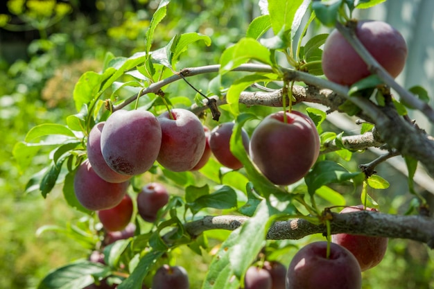 Ciruelas maduras en una cosecha de fruta de árbol