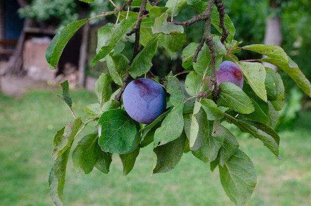 Ciruelas maduras en un primer plano de la rama de un árbol