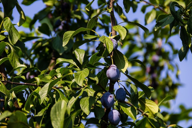 Ciruelas maduras en una rama