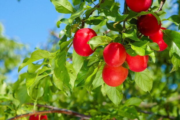 Ciruelas maduras rojas en el árbol