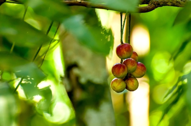 Ciruelas en medio de la naturaleza