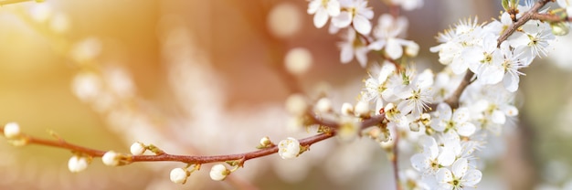 Las ciruelas o las ciruelas pasas florecen con flores blancas a principios de la primavera en la naturaleza. enfoque selectivo. bandera. llamarada