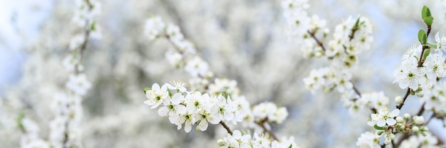 Las ciruelas o las ciruelas pasas florecen con flores blancas a principios de la primavera en la naturaleza. enfoque selectivo. bandera