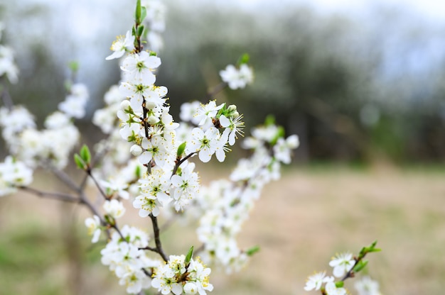 Las ciruelas o las ciruelas pasas florecen con flores blancas a principios de la primavera en la naturaleza. enfoque selectivo