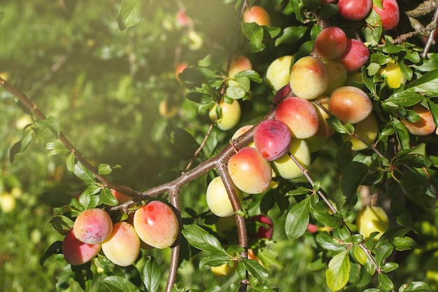 Ciruelas orgánicas que maduran en el árbol del jardín