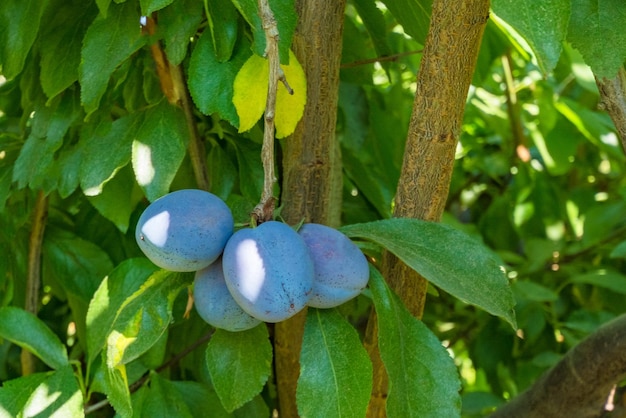 Las ciruelas podadas en una brunch maduran entre las hojas