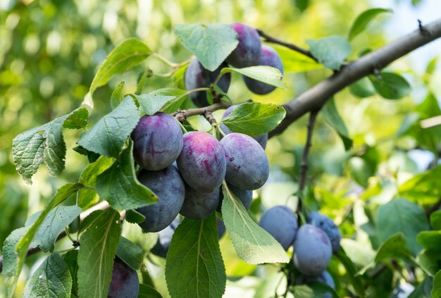 Ciruelas púrpuras maduras en la rama antes de cosechar