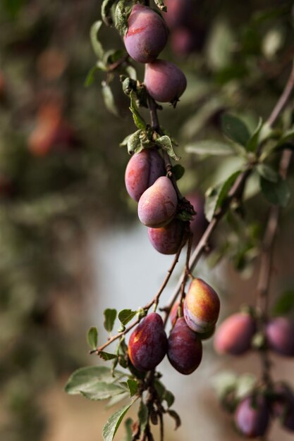 Ciruelas en las ramas de un árbol Agricultura agronomía industria