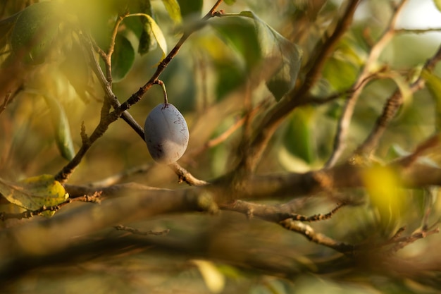 Ciruelas en las ramas de un árbol Agricultura agronomía industria