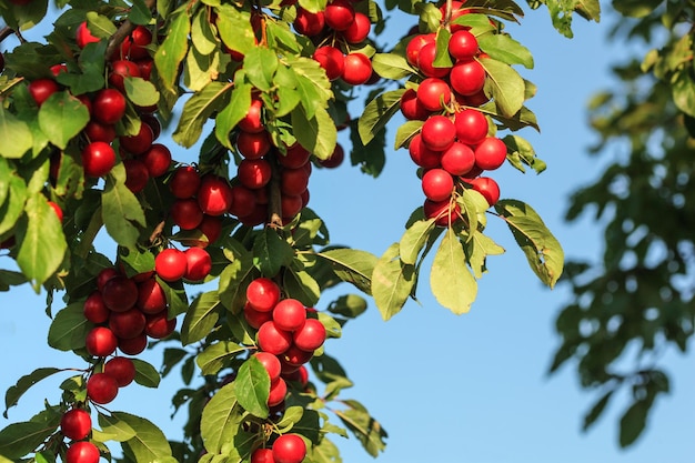 Ciruelas rojas de cerezo mirabele (Prunus domestica syriaca) iluminadas por el sol, creciendo en árboles silvestres.