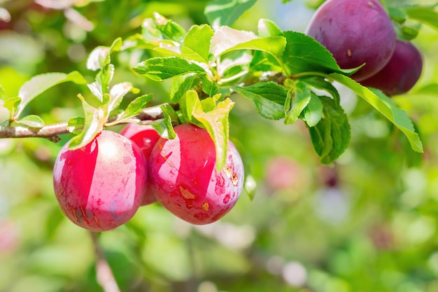 Ciruelas rojas maduras jugosas en la rama de un árbol en el jardín