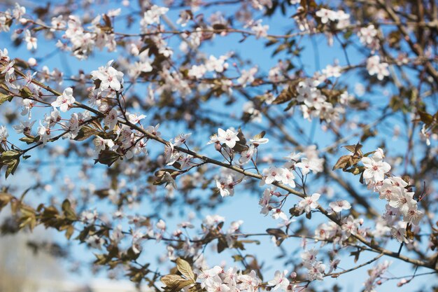 El ciruelo de cerezo ramifica con las flores blancas y las hojas jovenes, concepto de la primavera.