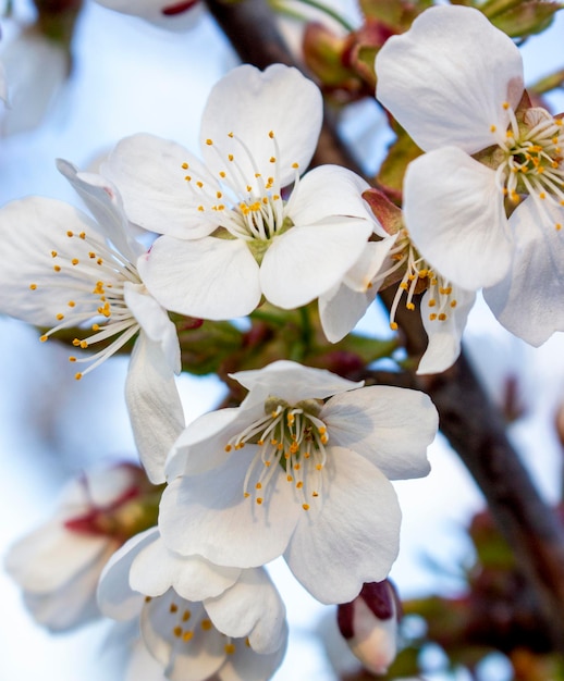 El ciruelo florece en primavera, la fruta del ciruelo crece en el jardín en la agricultura