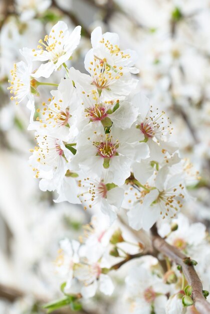 Ciruelo flores blancas.