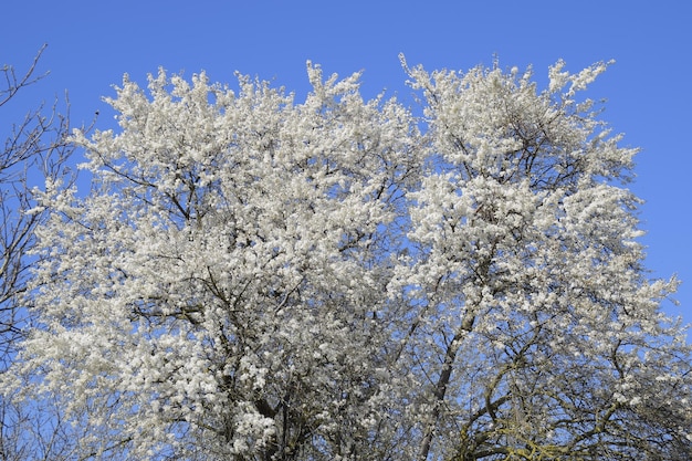 Foto ciruelo silvestre en flor en el jardín árboles en flor de primavera polinización de flores de ciruelo