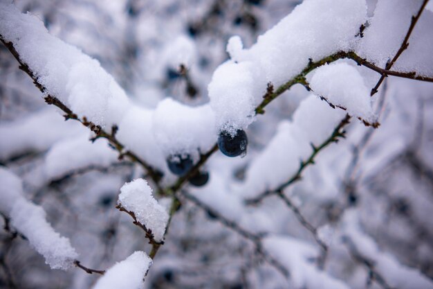 Foto ciruelo silvestre con frutas bajo una exuberante capa de nieve