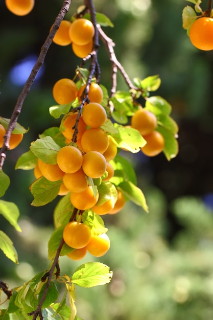 Los ciruelos amarillean los racimos en una rama de árbol entre las hojas verdes.