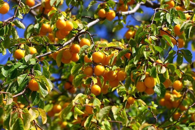 Foto los ciruelos amarillean los racimos en una rama de árbol entre las hojas verdes.