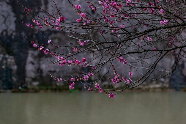 Los ciruelos en el borde de la carretera en el parque están en flor.