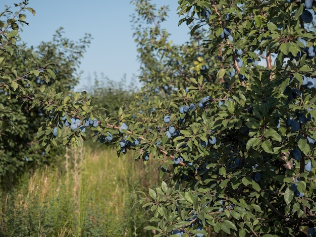 Ciruelos con una cosecha de ciruelas.