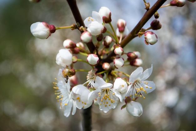 Ciruelos florecientes en primavera Flores blancas Planta de miel