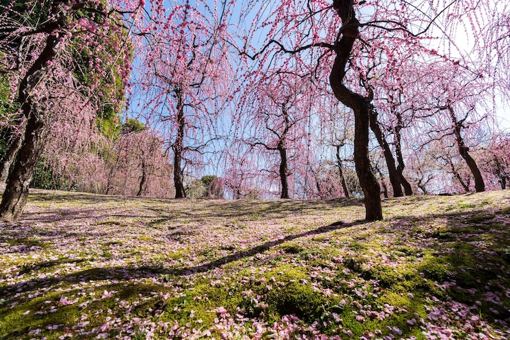 Los ciruelos llorones florecen en pleno florecimiento en el santuario de Jonangu Jardín japonés de Kioto Japón