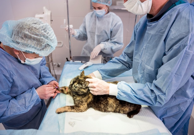 El cirujano veterinario está preparando al gato para la cirugía de esterilización